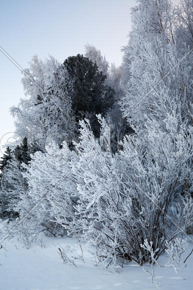 Иней на деревьях