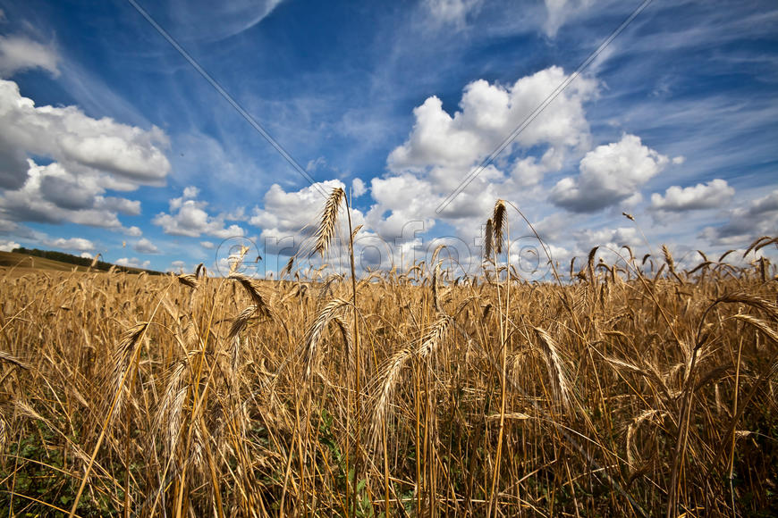Колоски ржи