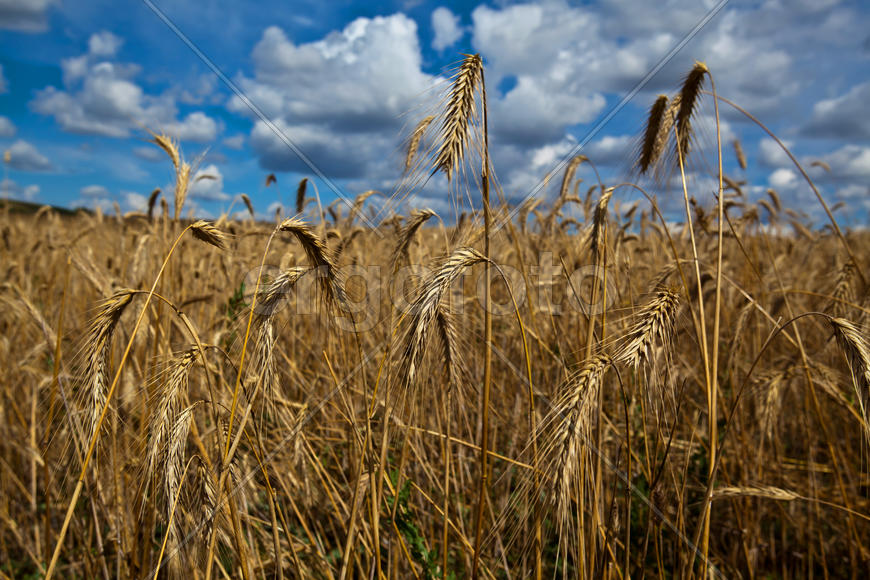 Колоски ржи