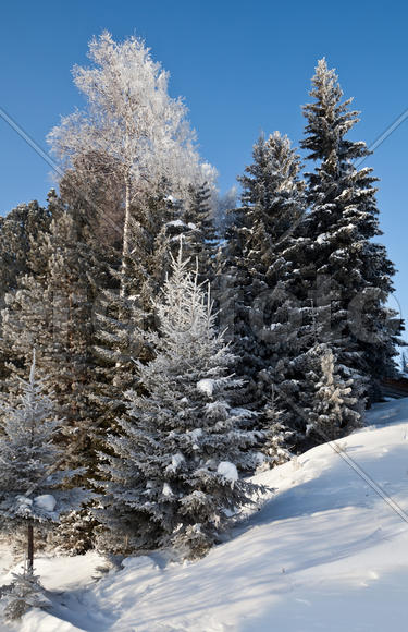 Ели в снегу