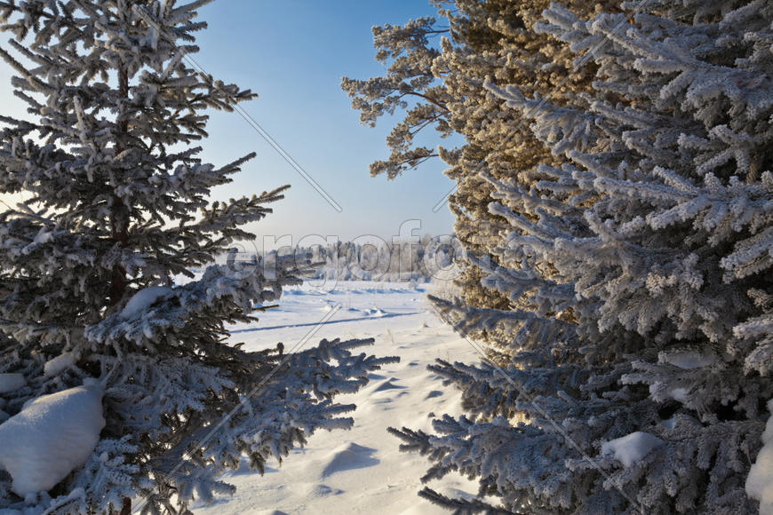 Морозное утро на опушке леса