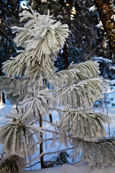 Веточки кедра в инее