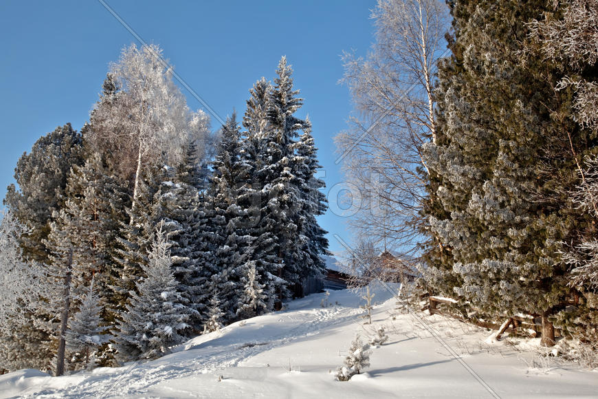 Опушка леса возле села