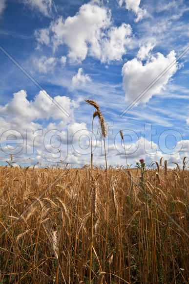 Колоски ржи.