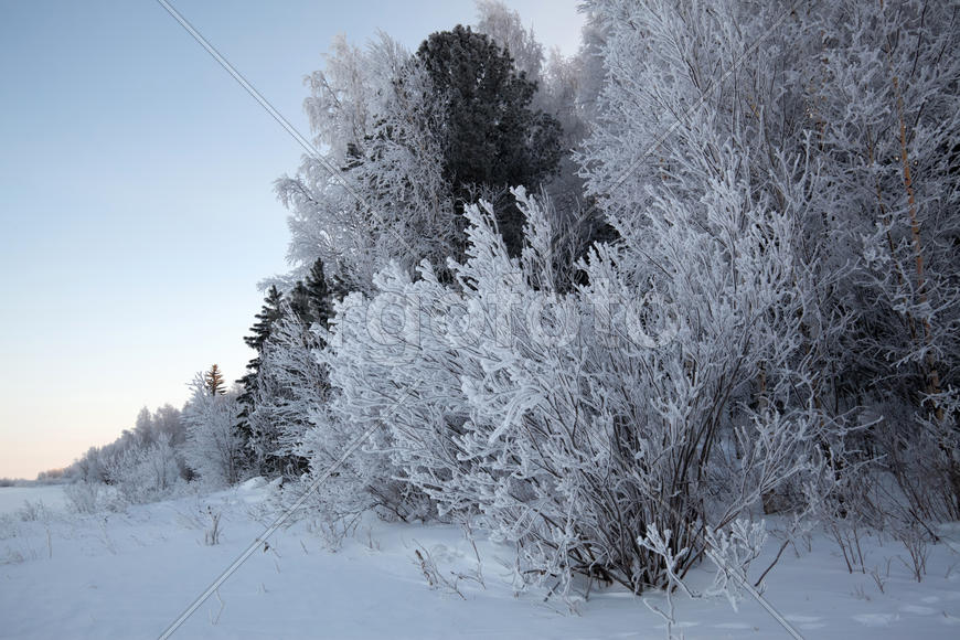 На опушке леса