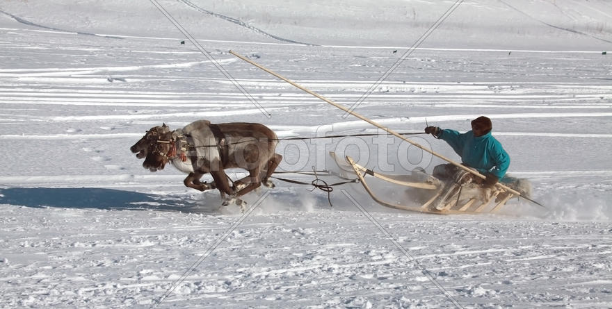 Гонка на оленьей упряжке