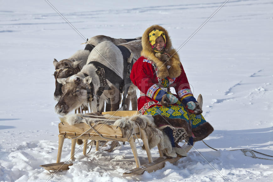 Женщина-ханты на нартах с оленями.