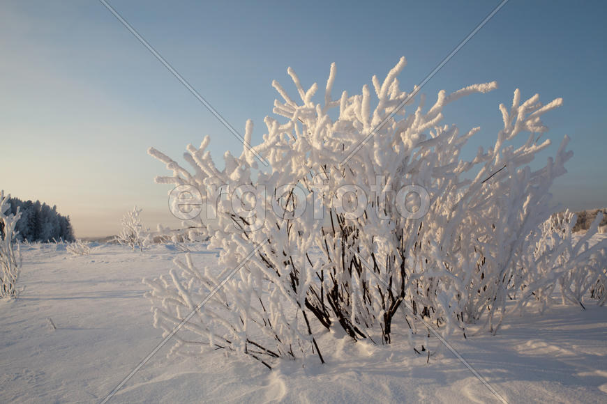 Куст в инее