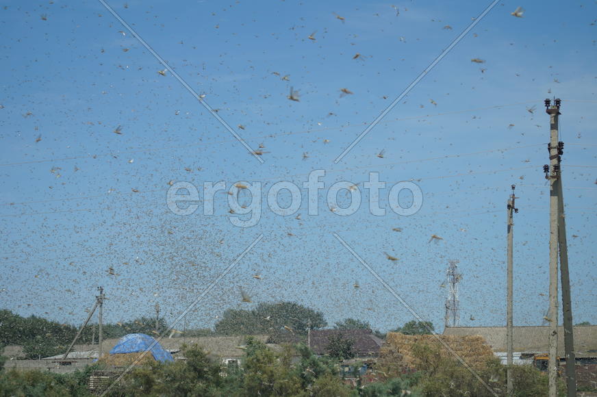 Нашествие саранчи 