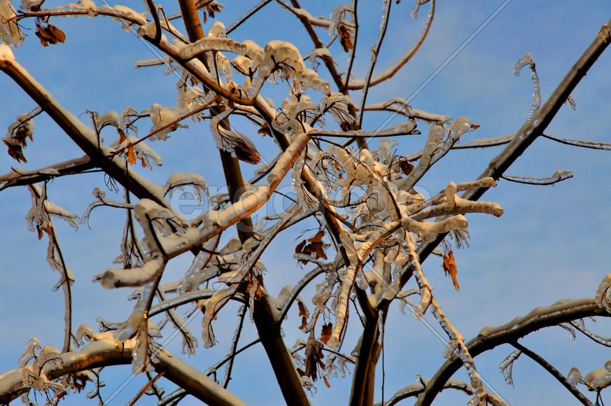 Заледенелые веточки