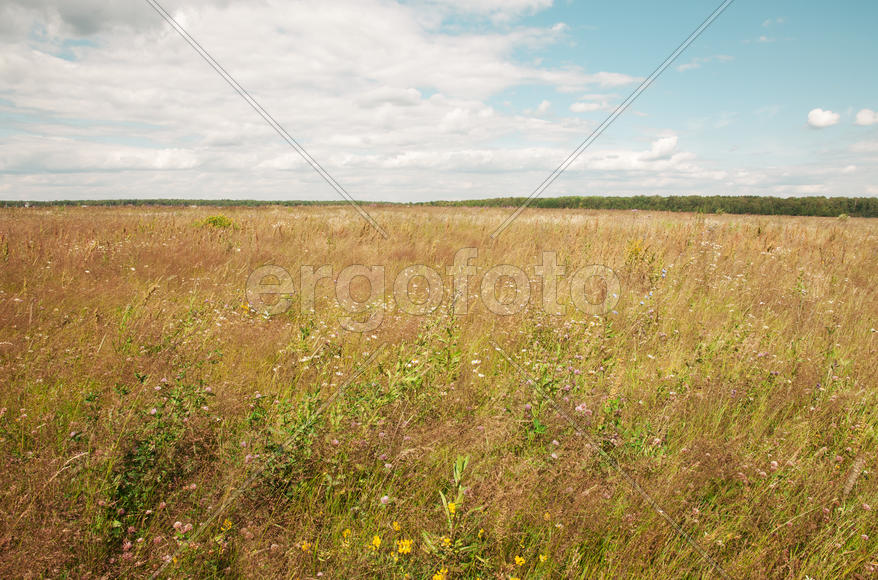 русское поле