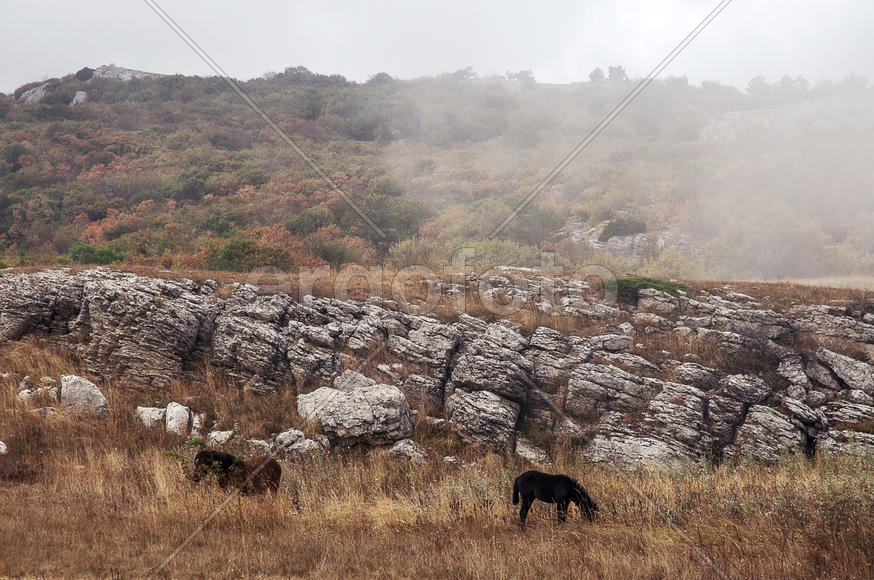 Лошади в горах