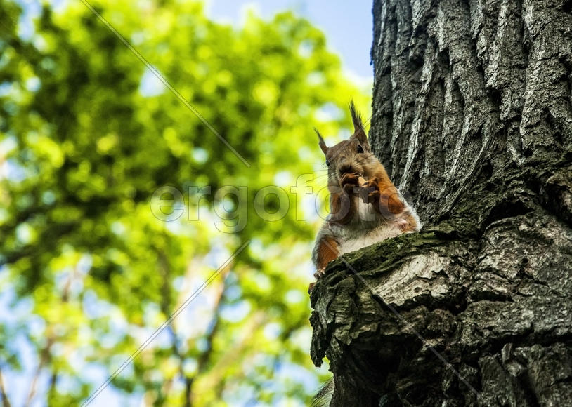 Белка на дереве