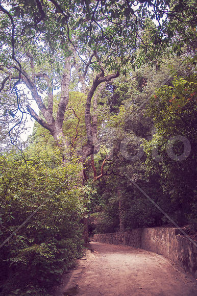 Тропинки крымского парка