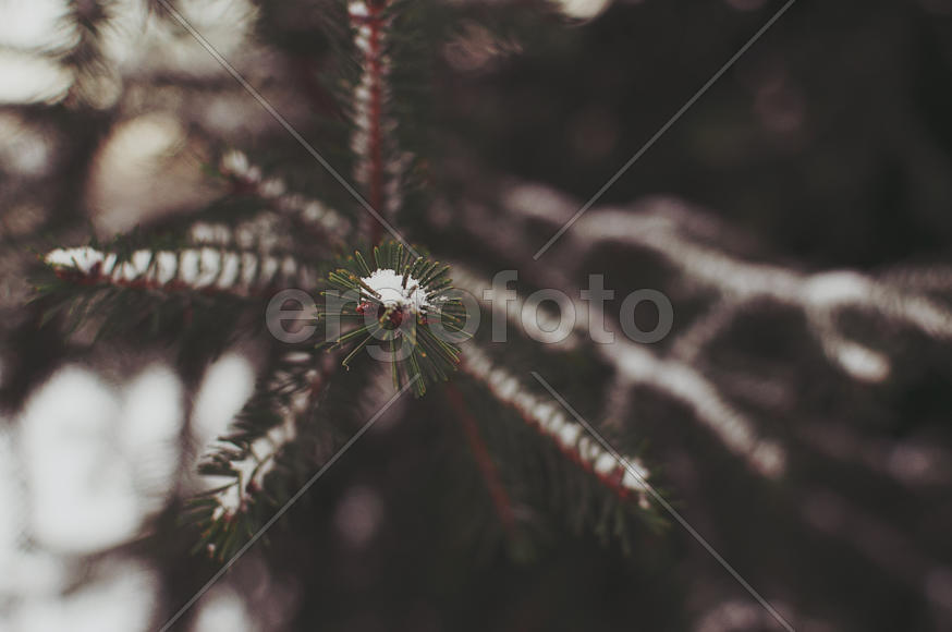 Кончик еловой ветки