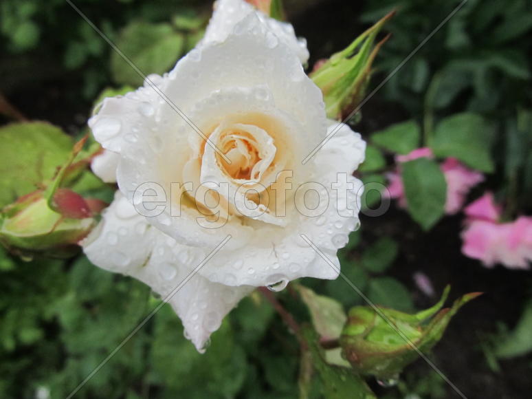 После дождя