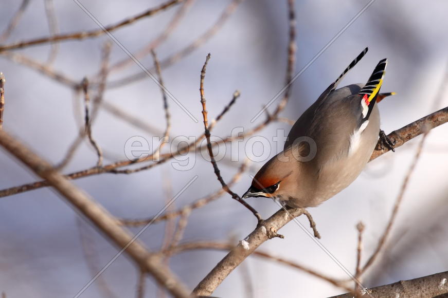 Свиристель