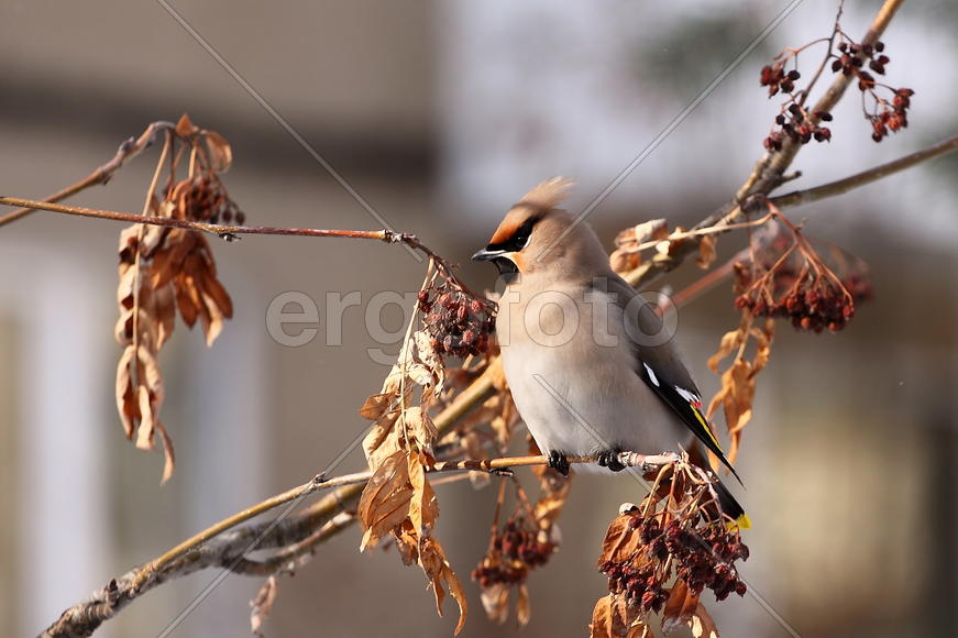 Свиристель