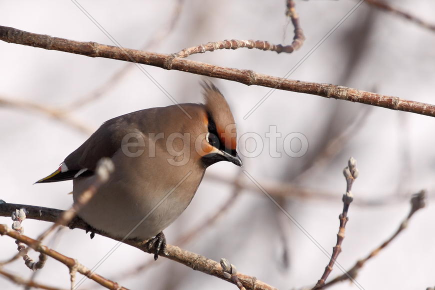 Свиристель