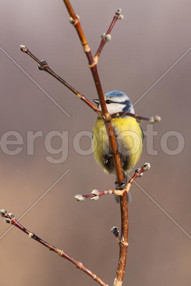 Меня не видно!