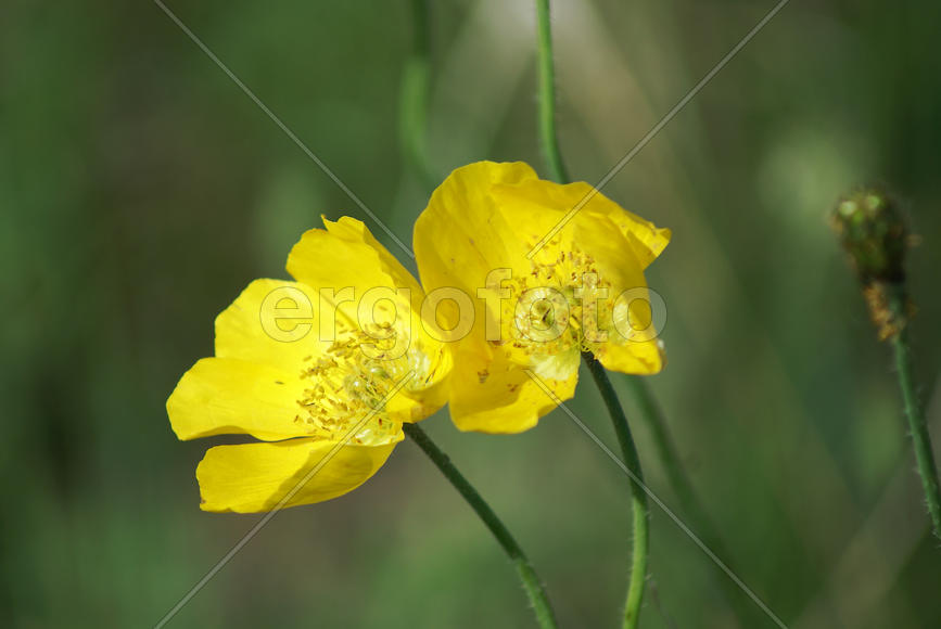 Настроение романтичное