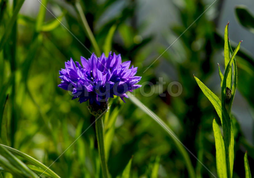 Настроение солнечное васильковое