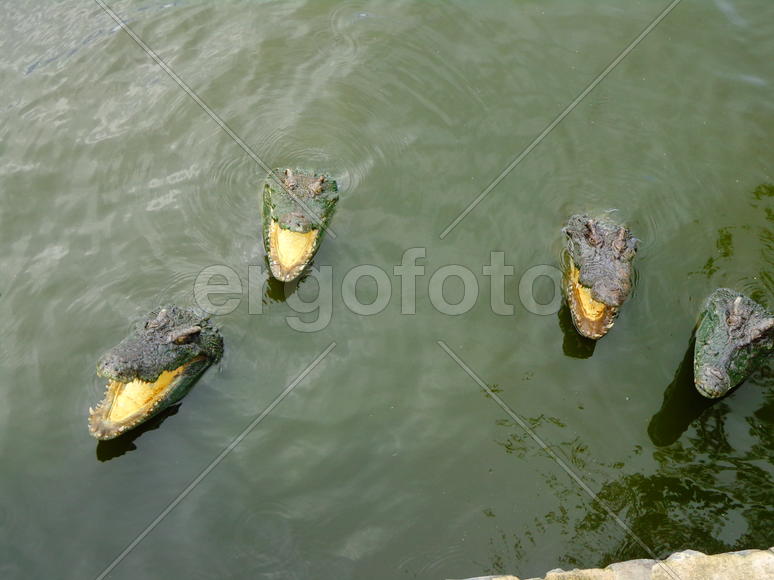 Аллигаторы