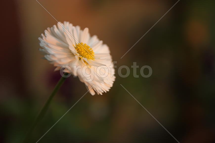 Маргаритка