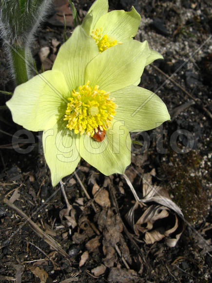 Подснежник