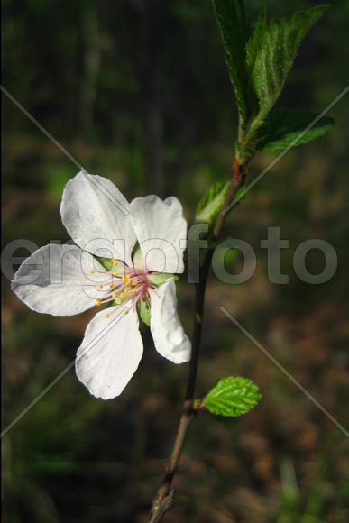 Белый цветок