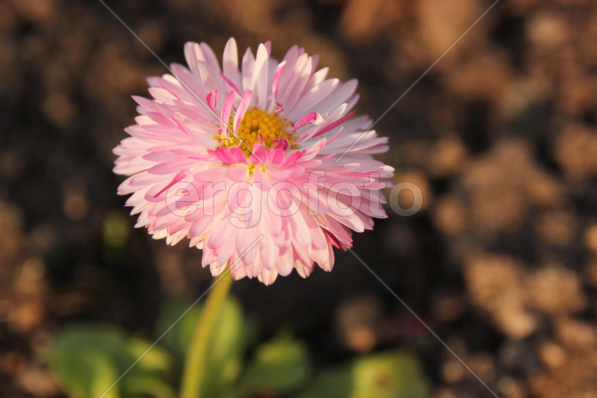 Маргаритка