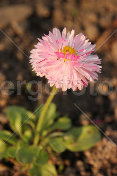 Маргаритка