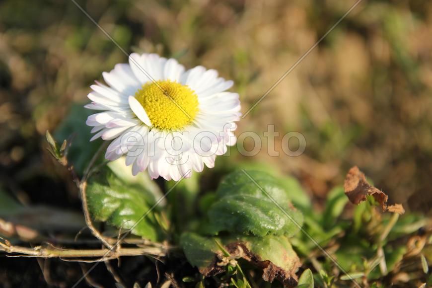 Белый цветок