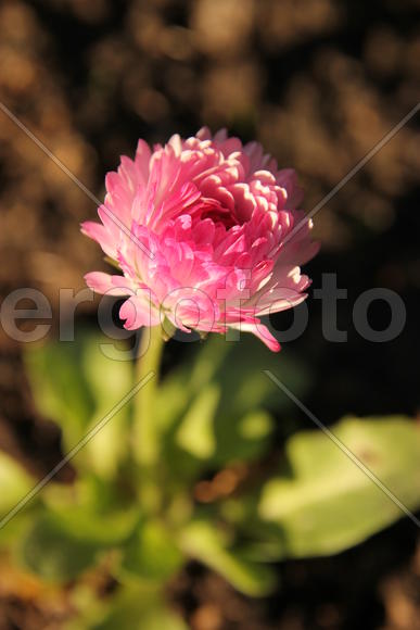 Маргаритка