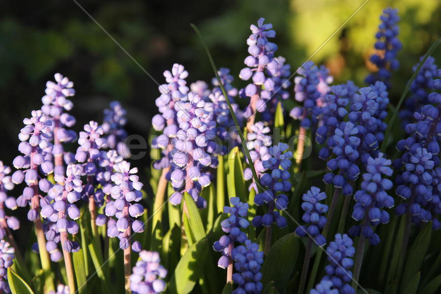 Первоцветы