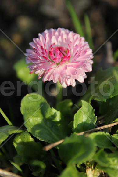 Розовая маргаритка