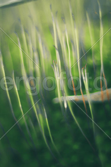 Макросъемка мха