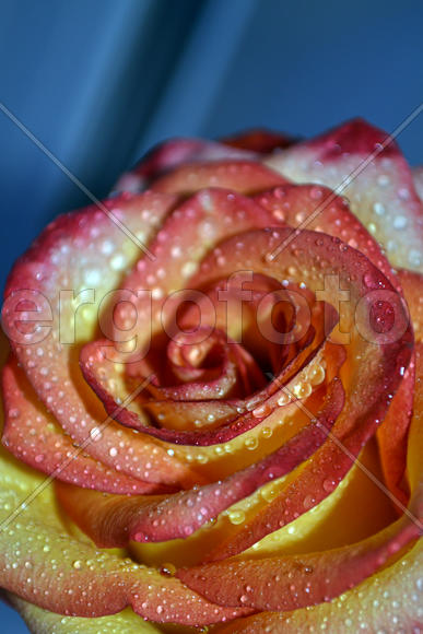 Роза в росе