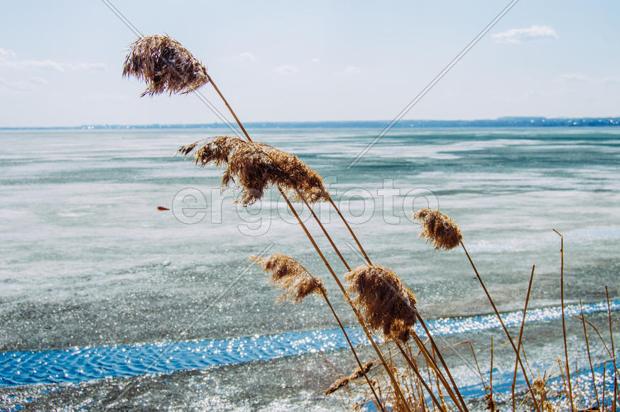 Колосья на фоне моря 