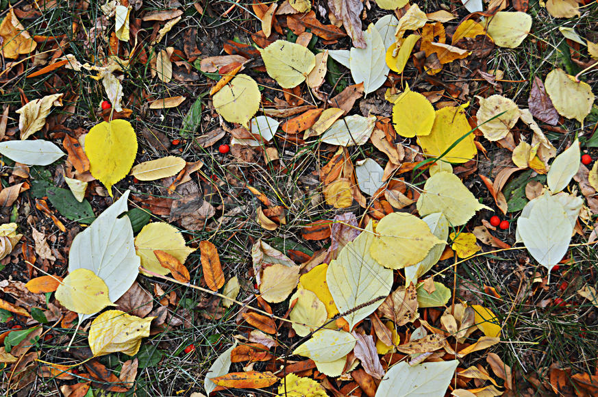 Под нашими ногами