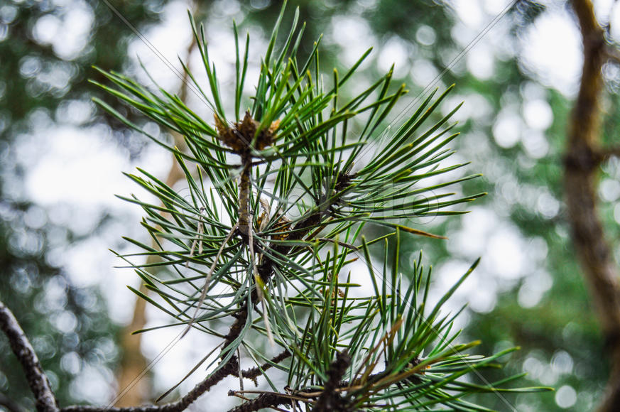 Веточка зеленой ели 