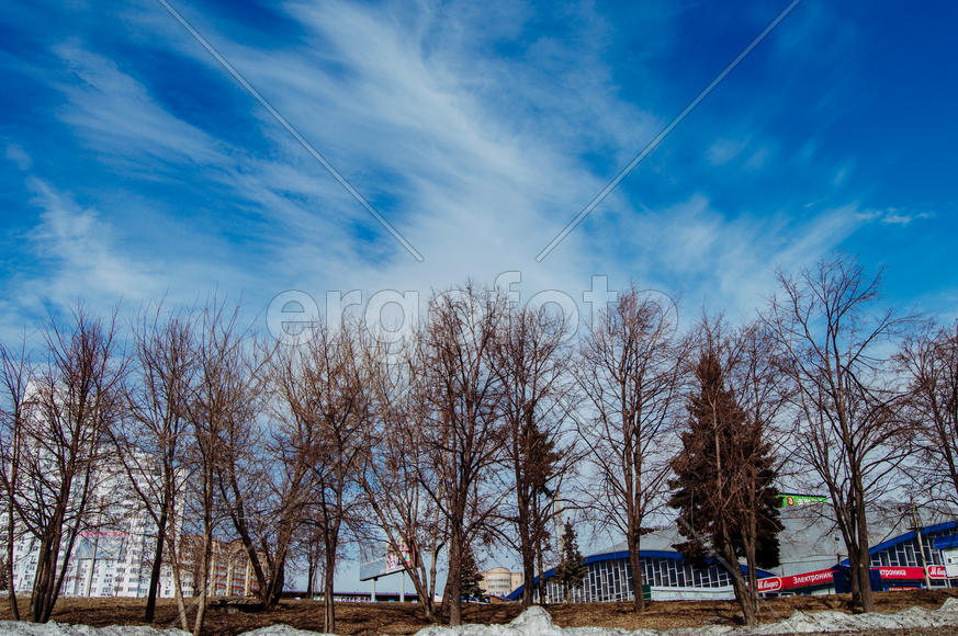 Голубое небо над деревьями 