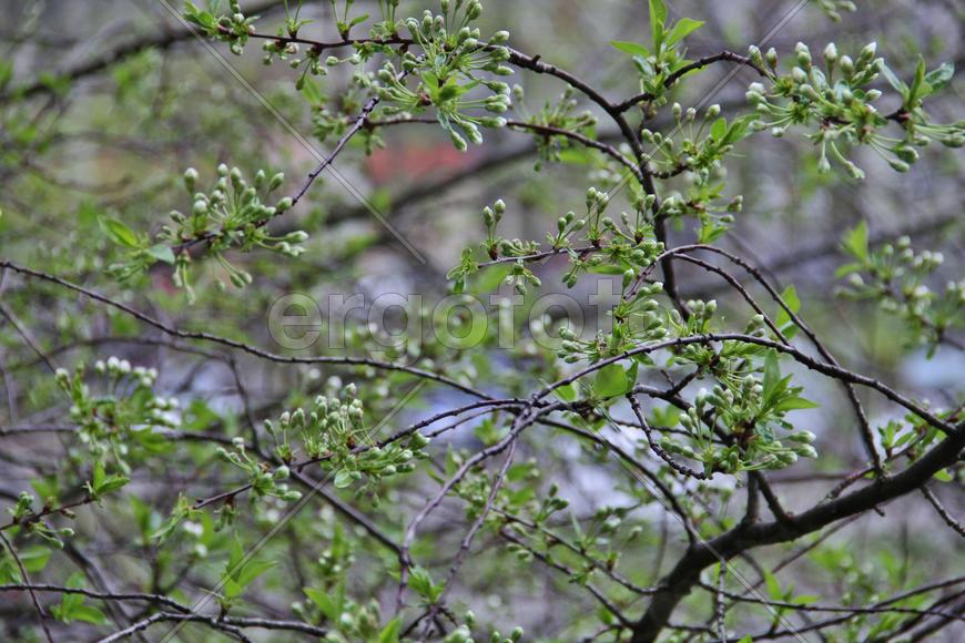 Фон для рабочего стола — Вишня в цвету