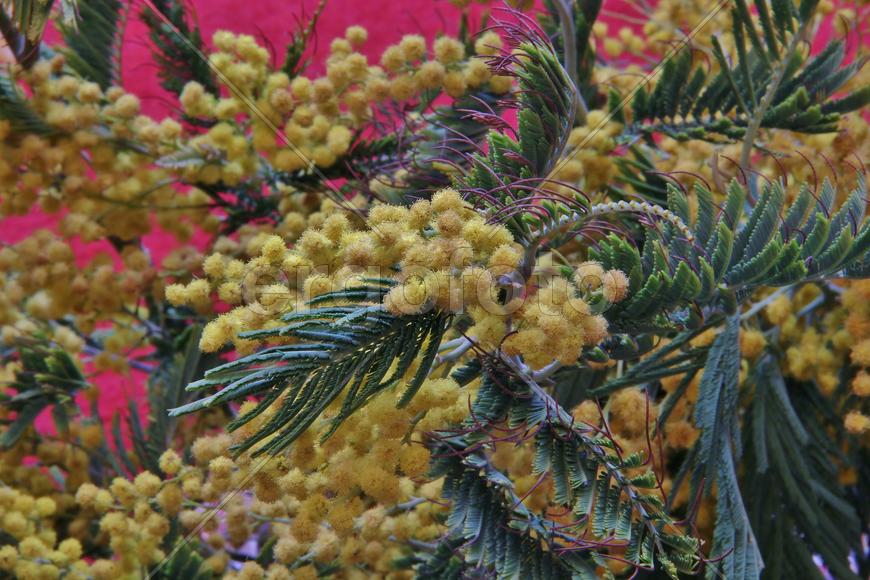 Фон для рабочего стола — ветви живой мимозы