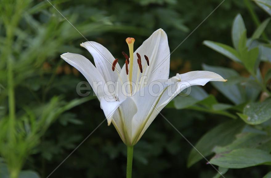 Фон для рабочего стола — Лилия