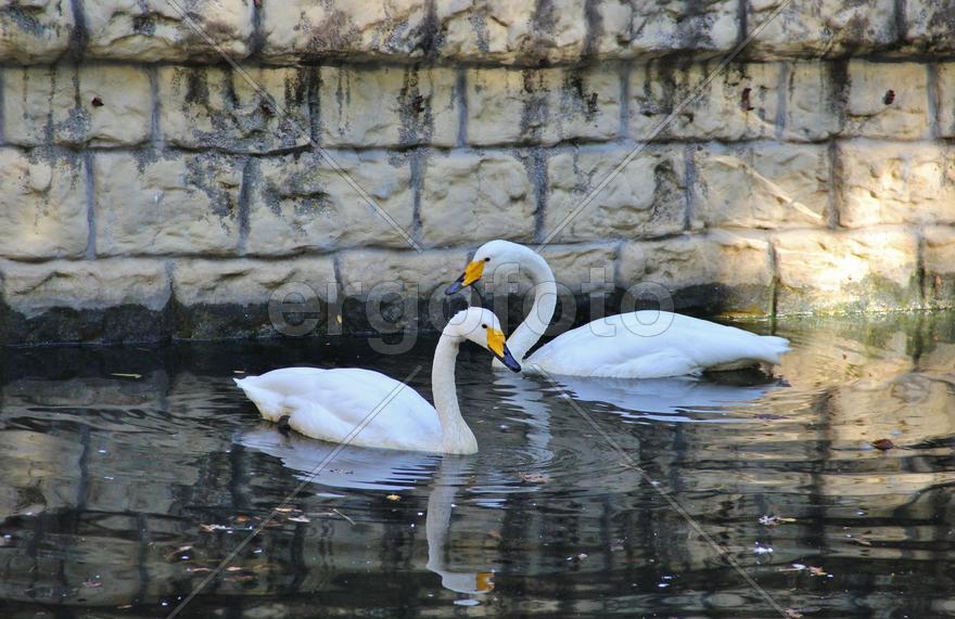 Пара белых лебедей