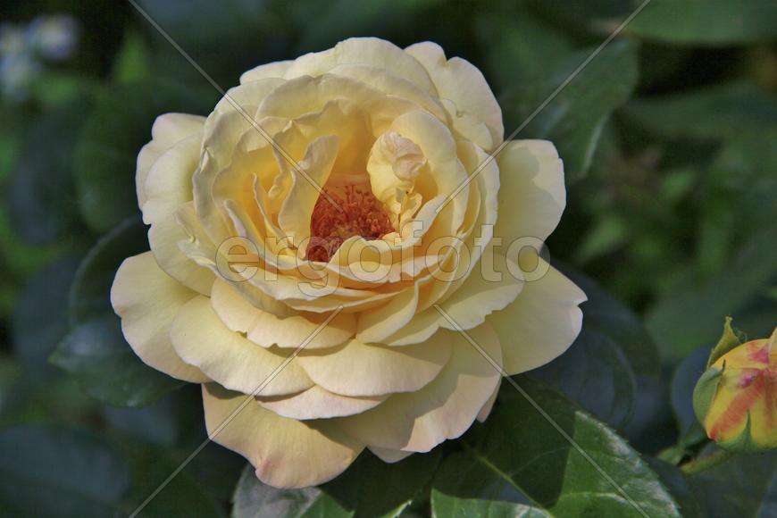 Фон для рабочего стола — Роза