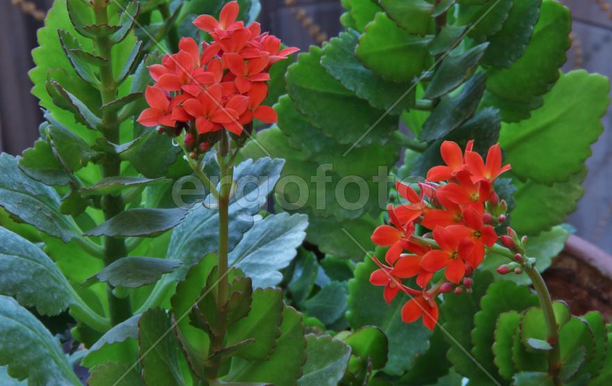 Фон для рабочего стола — каланхоэ