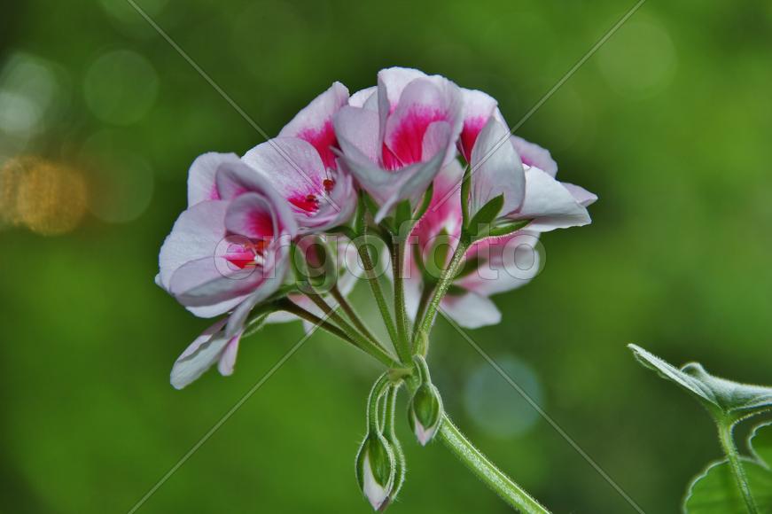 Фон на рабочий стол — герань