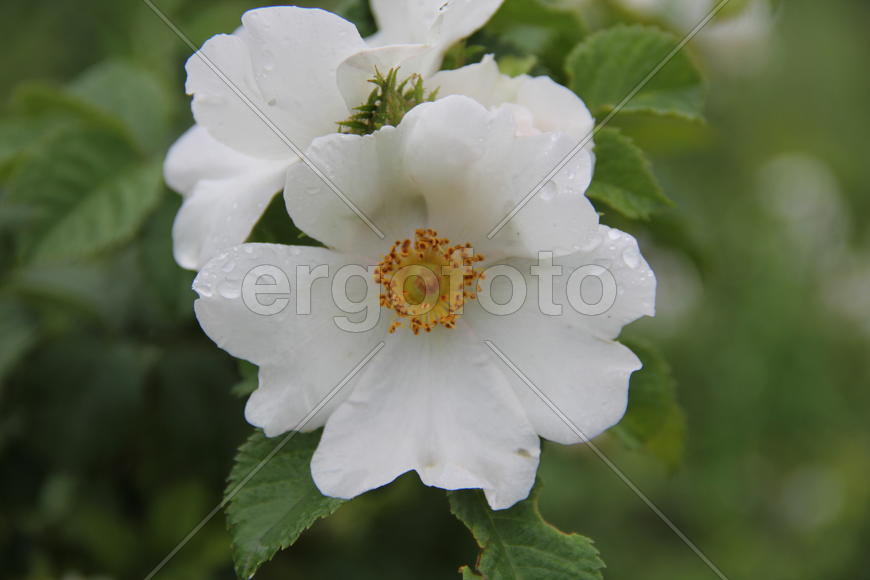 Фон для рабочего стола — Шиповник в мае